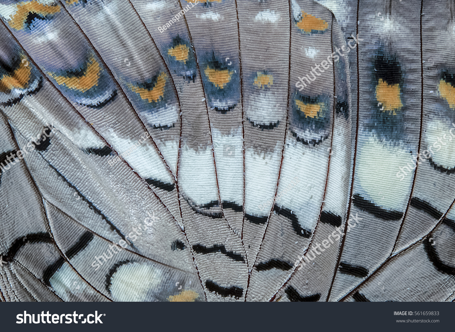 Close up Black Rajah (Charaxes solon sulphureus Jordan  1900) Butterfly wing  butterfly wing detail texture background