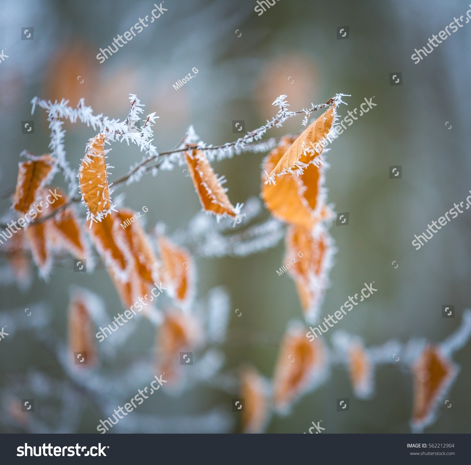Beech tree winter branch. Close up of beech leaves with hoarfrost in winter forest. Beautiful nature background
