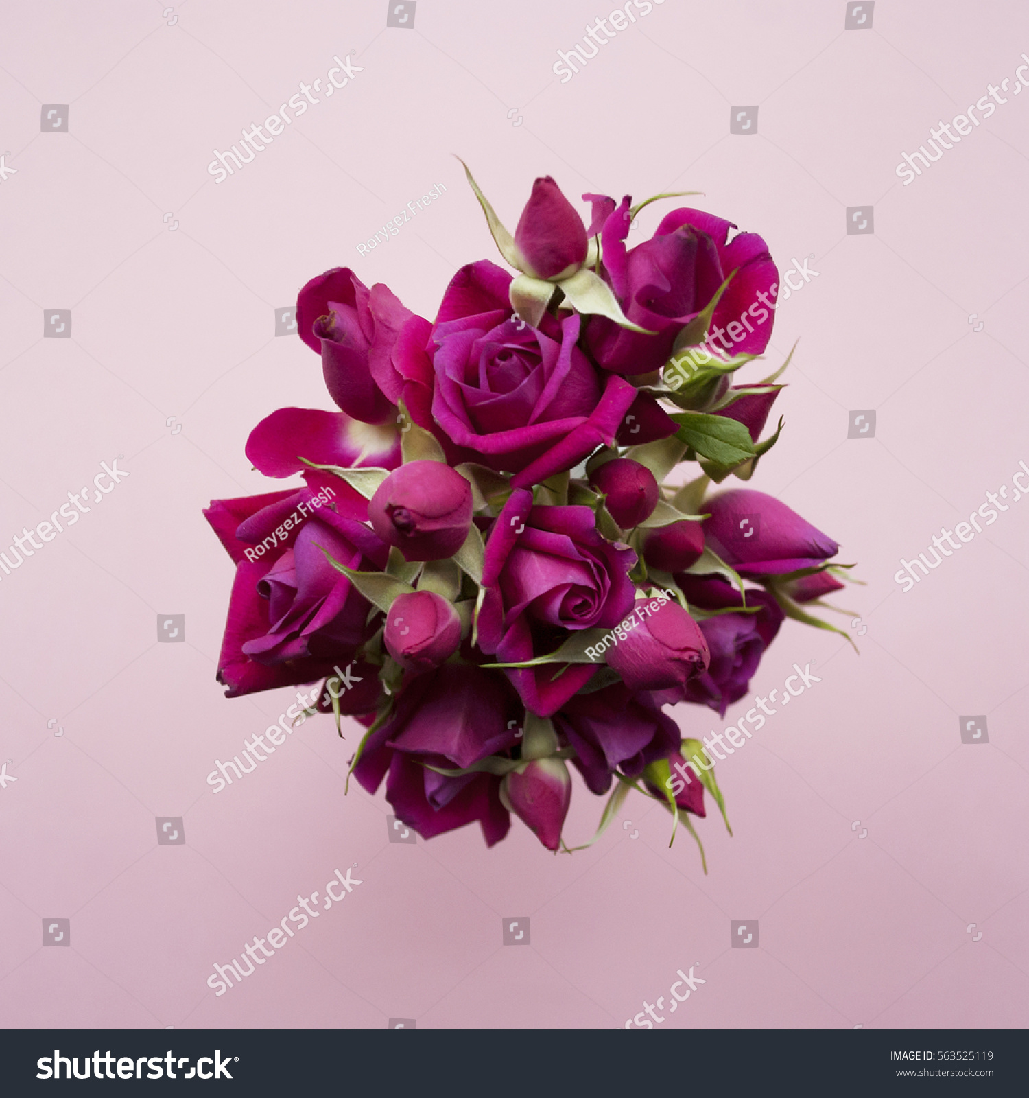 Bouquet of purple roses on a pink background. Flat lay