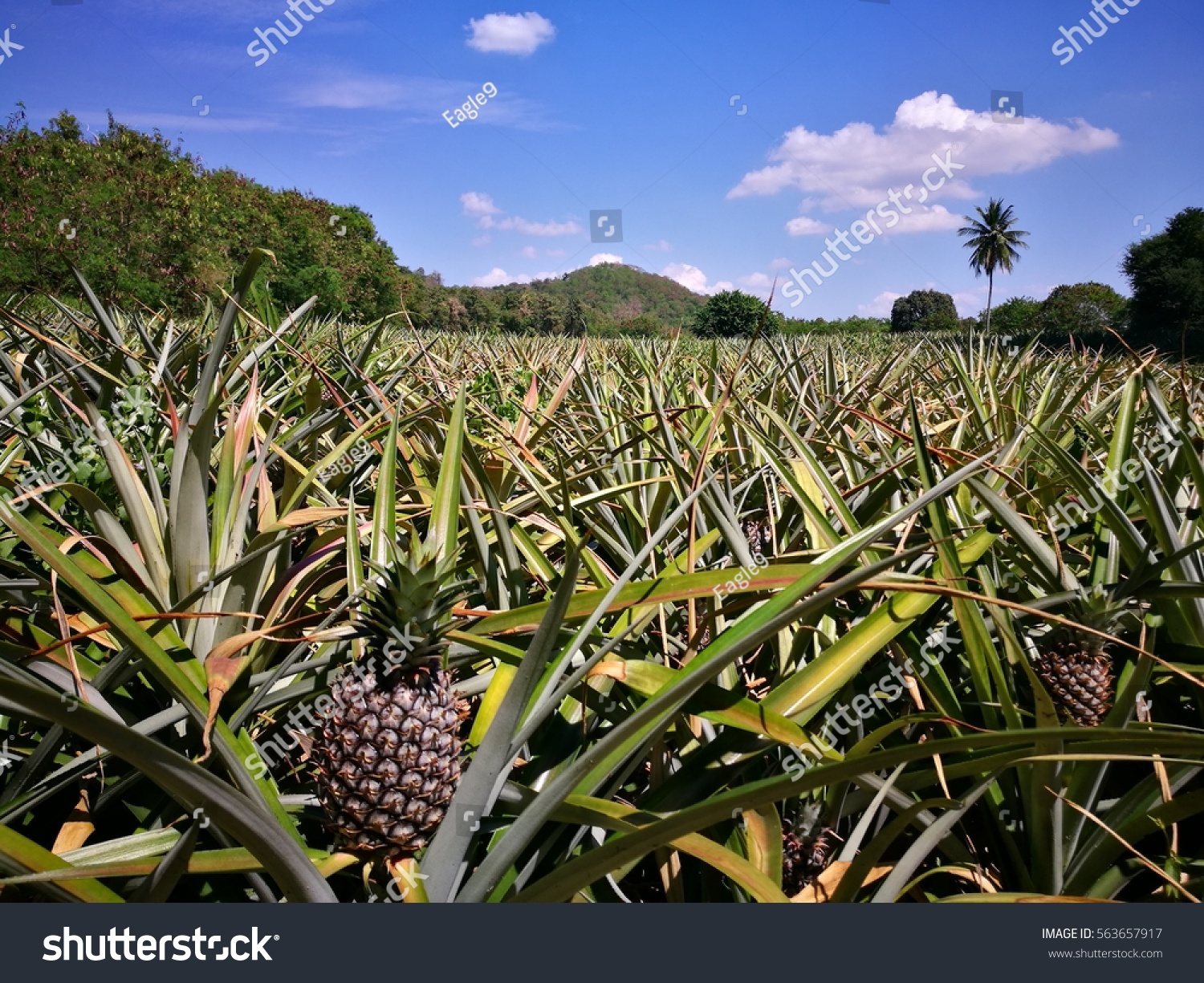 pineapple plant field in Thailand.