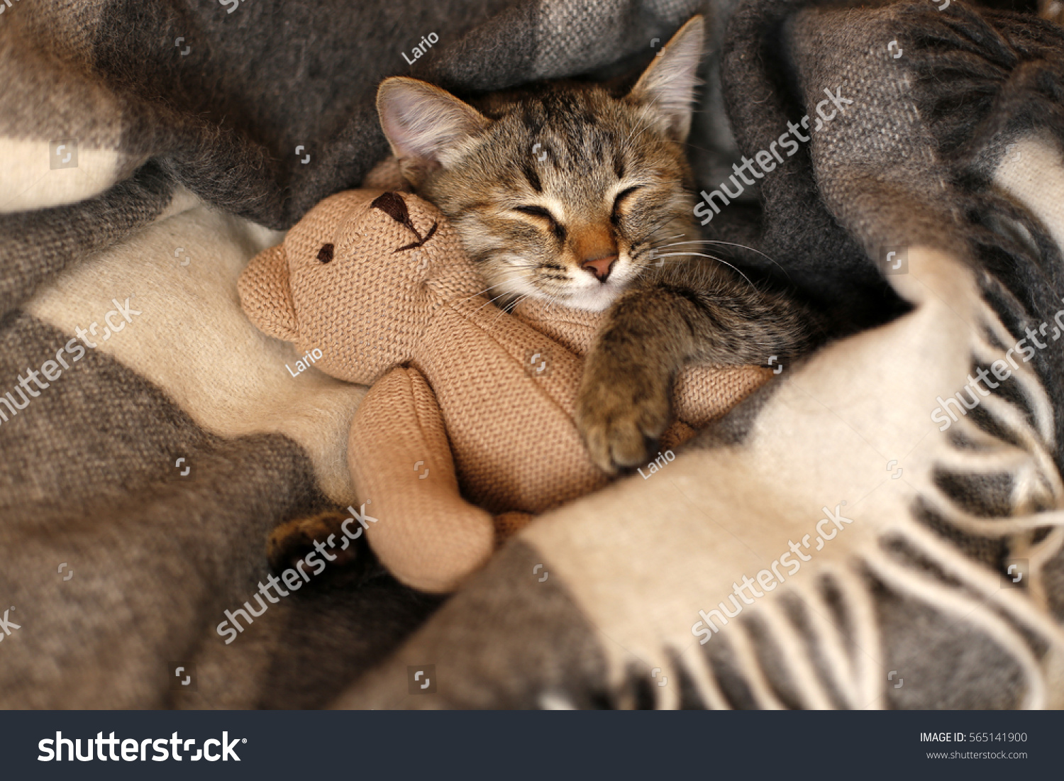 gray kitten sleeping on gray plaid wool blanket with tassels embracing soft beige knitted toy