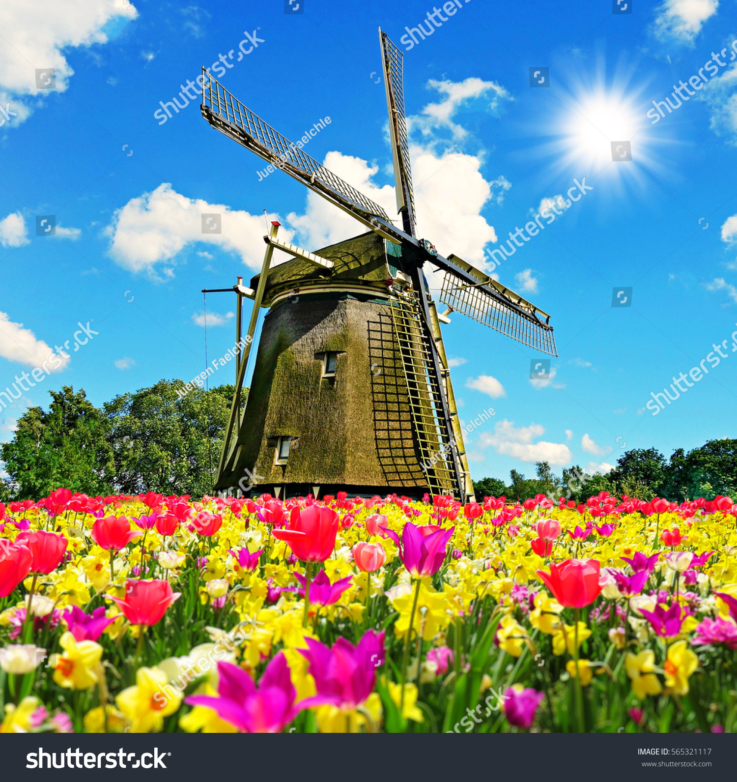windmill and field with tulips in spring