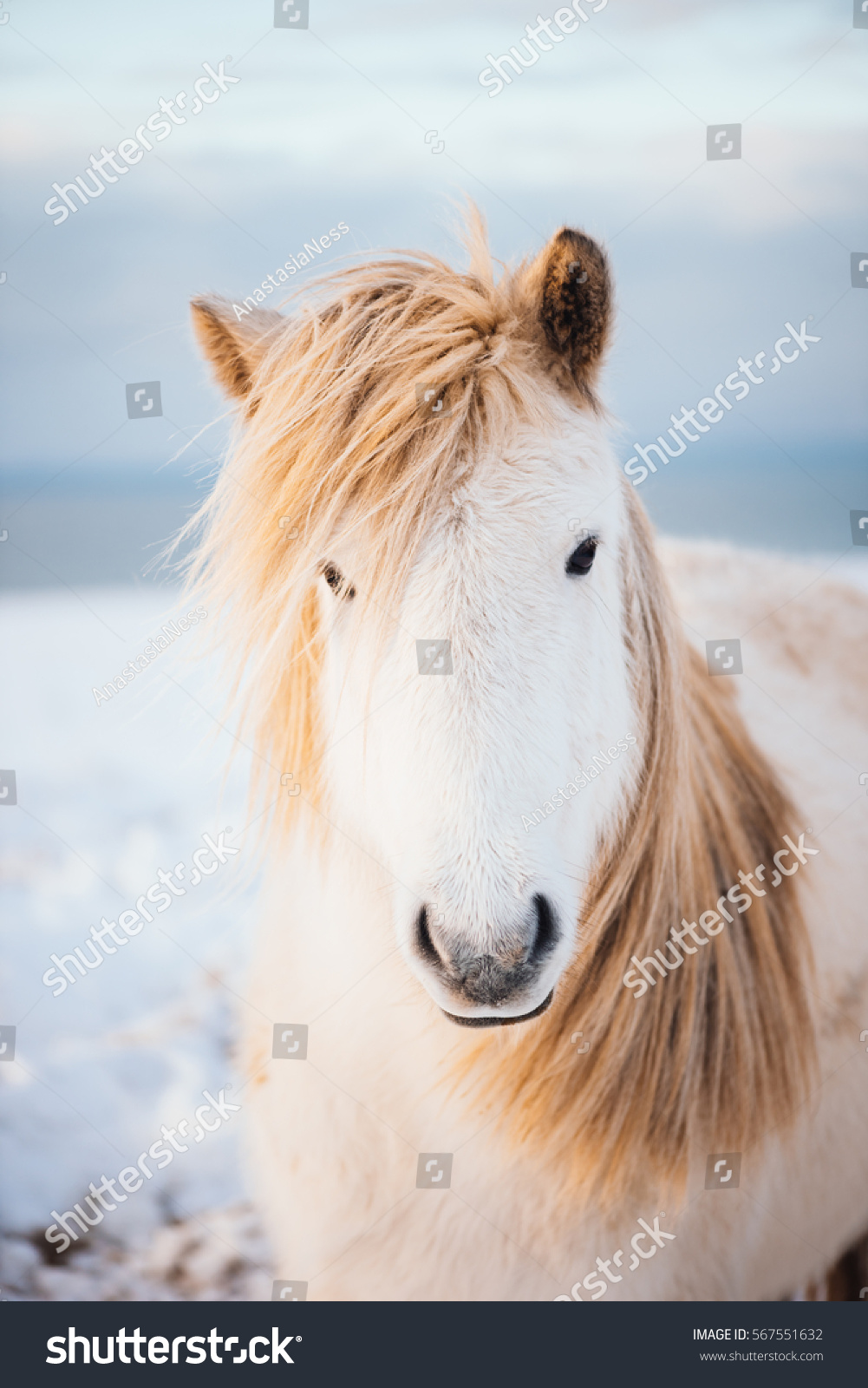 Adorable furry white Icelandic horse in the winter sunset field