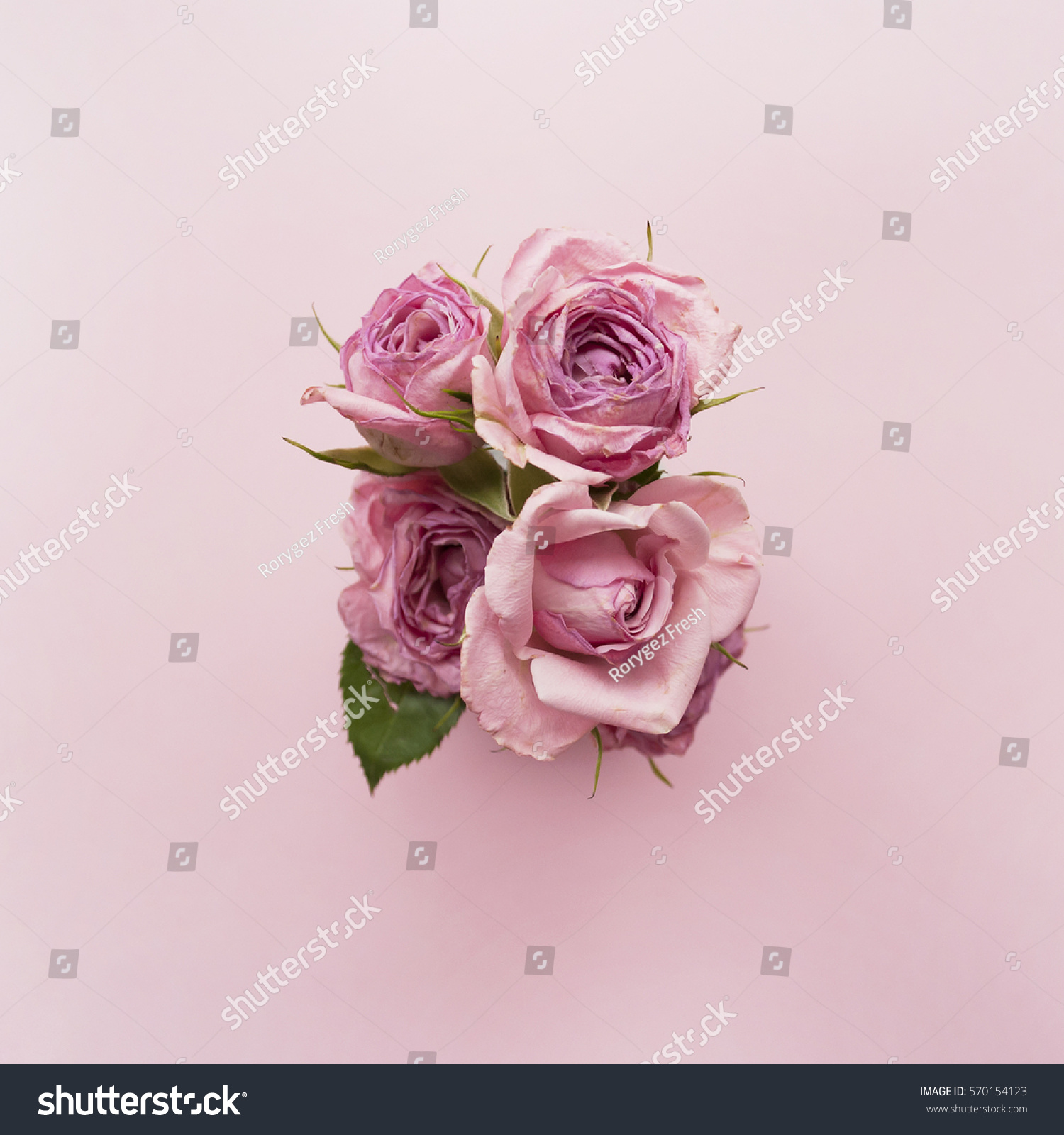 Bouquet of roses on a pink background. Flat lay