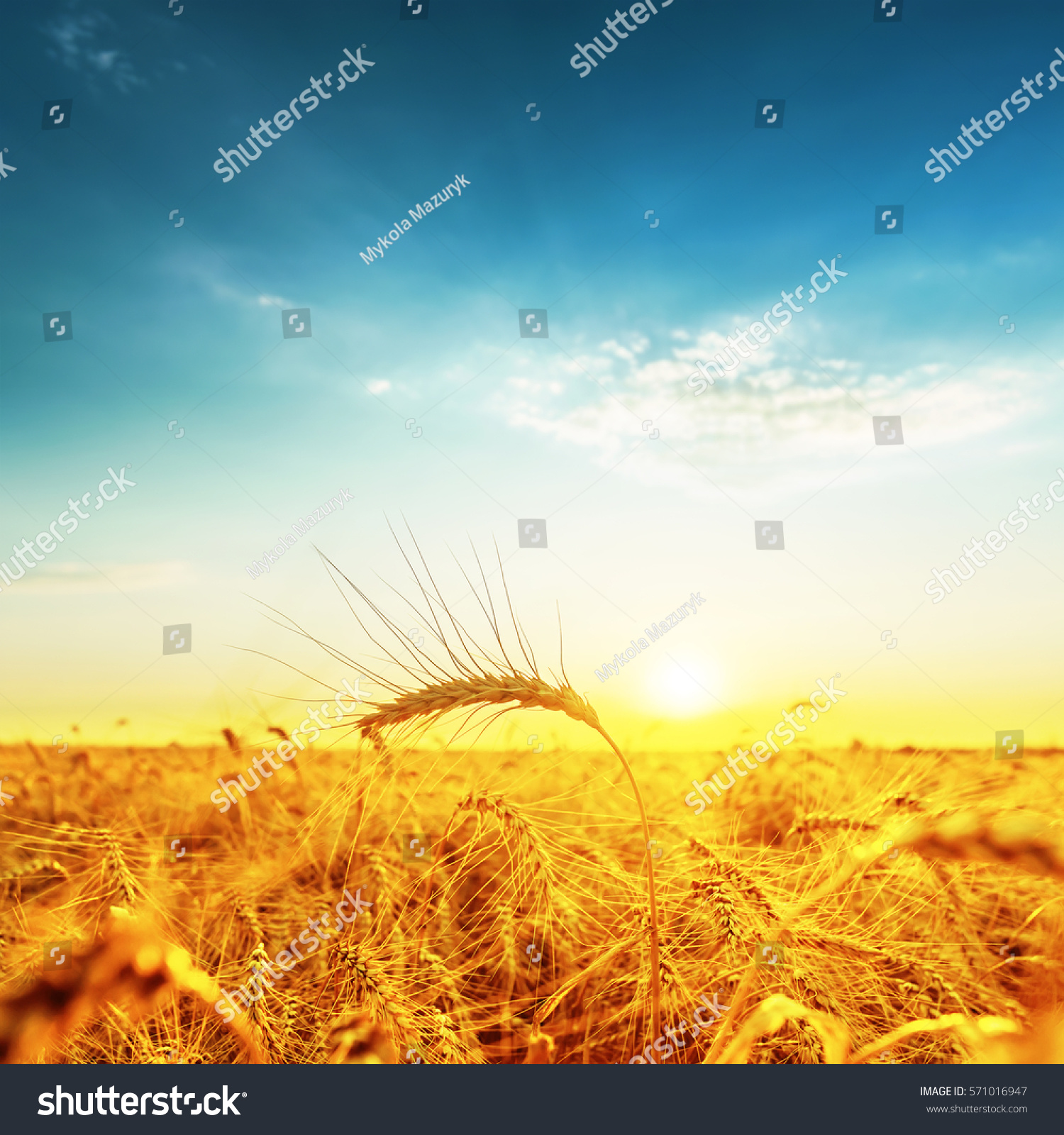 sunset over golden field with harvest
