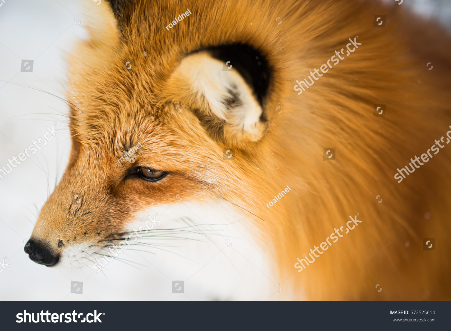 Cute Fox Japan