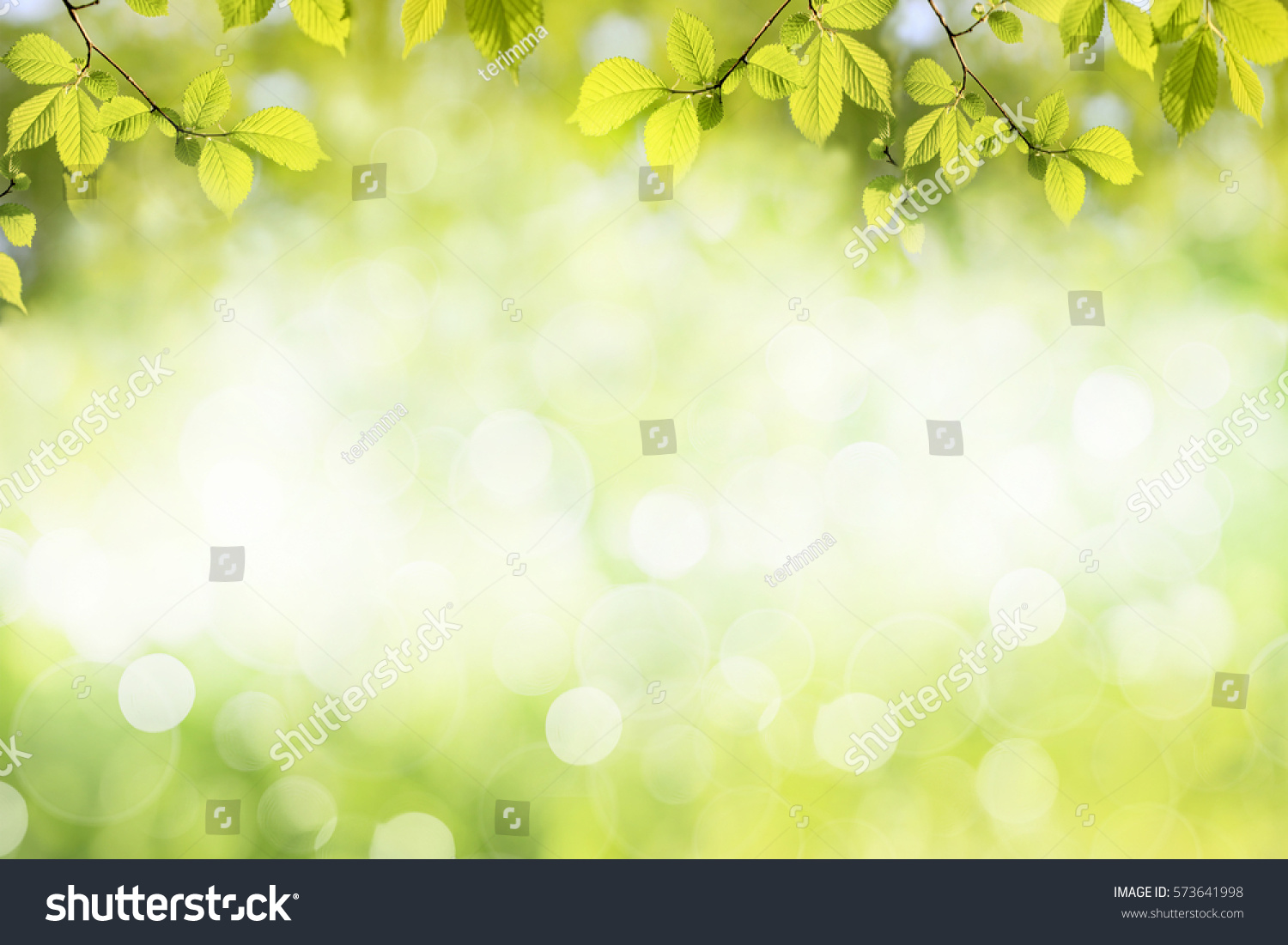 新鲜的绿树叶 框架。自然背景。