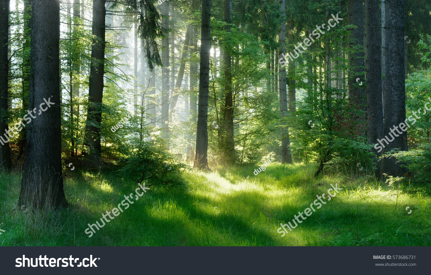 Natural Forest of Spruce Trees  Sunbeams through Fog create mystic Atmosphere