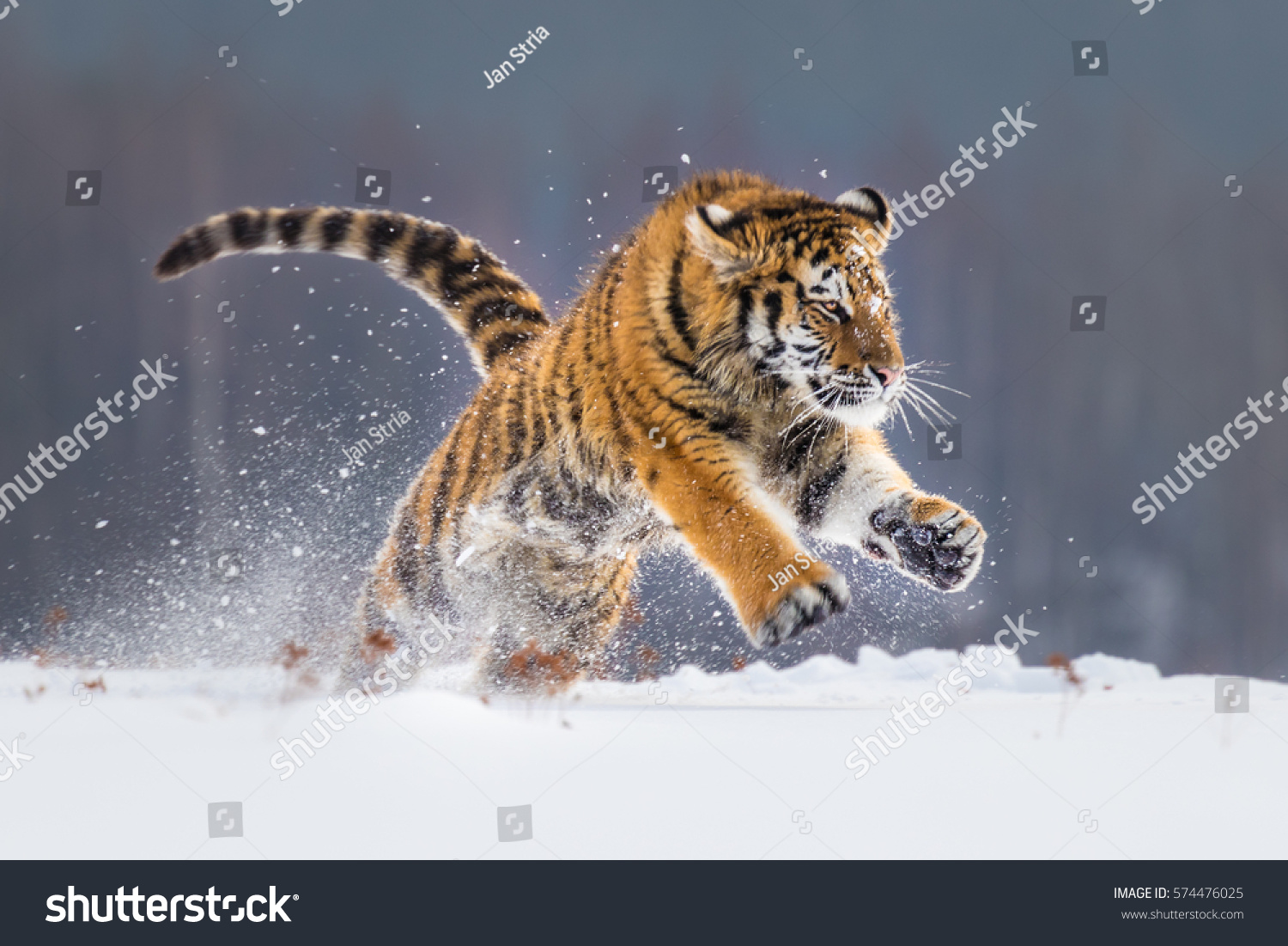 Siberian Tiger running in snow. Beautiful  dynamic and powerful photo of this majestic animal. Set in environment typical for this amazing animal. Birches and meadows.