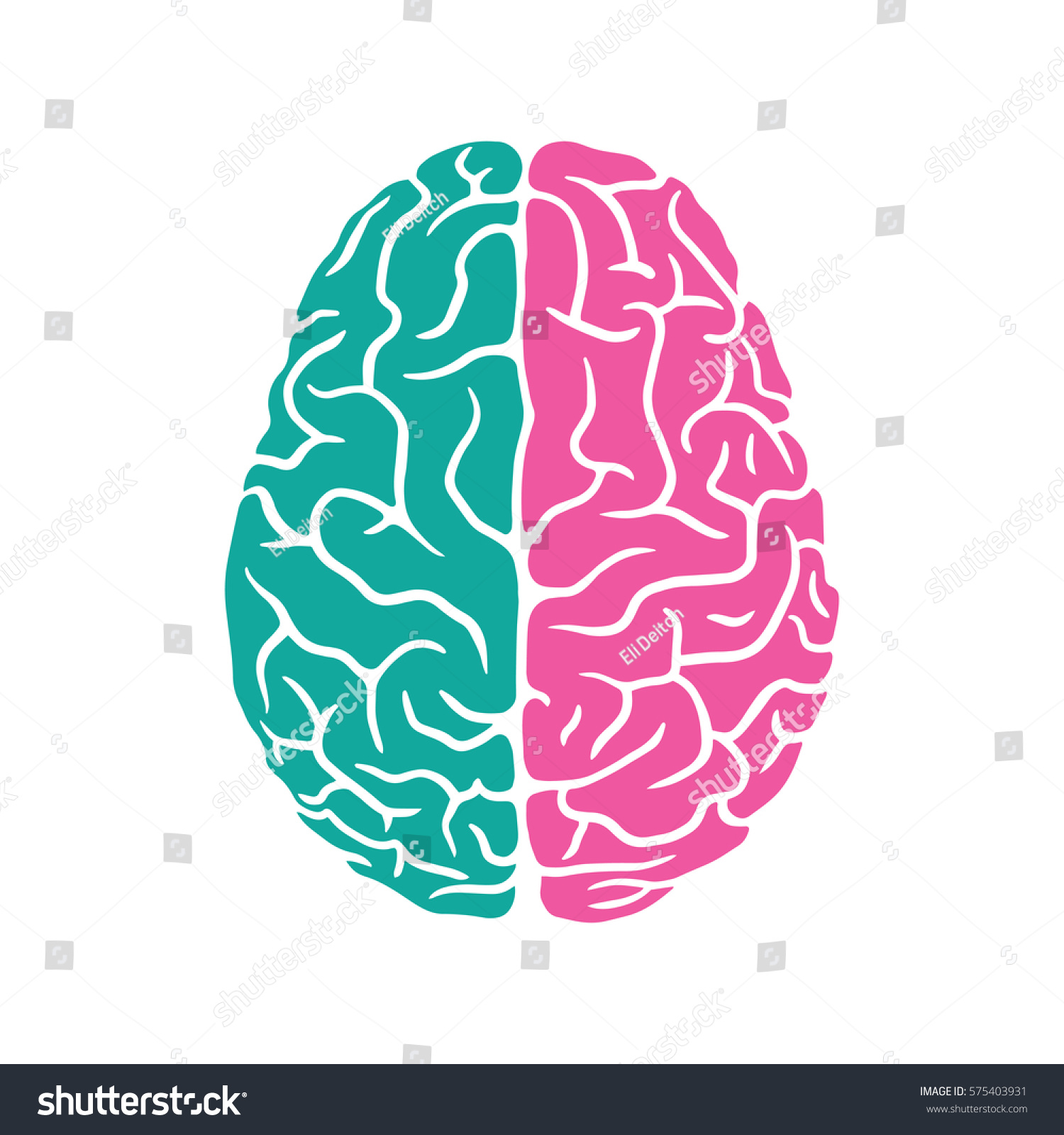 Colored left and right sides of the human brain illustration 