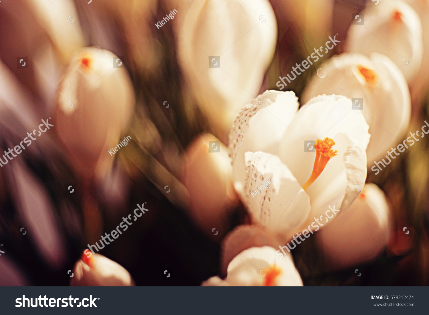 spring bouquet of white flowers background