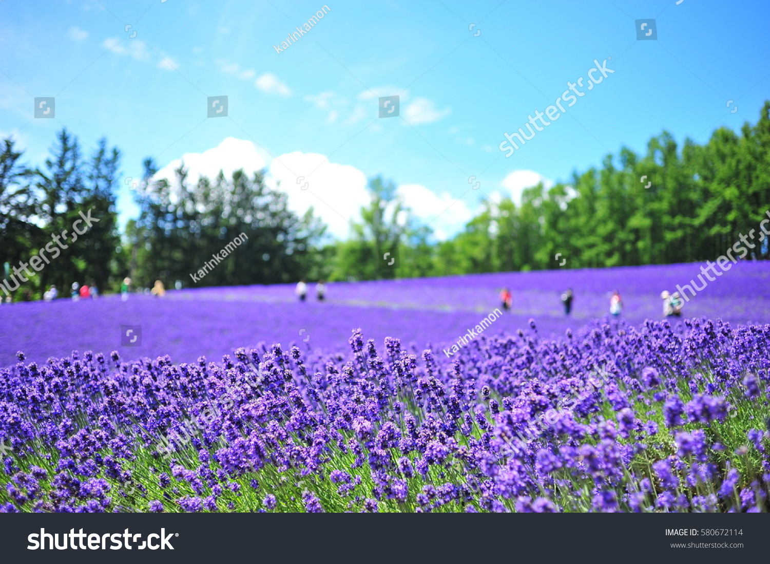 Lavender Farm in Summer Season