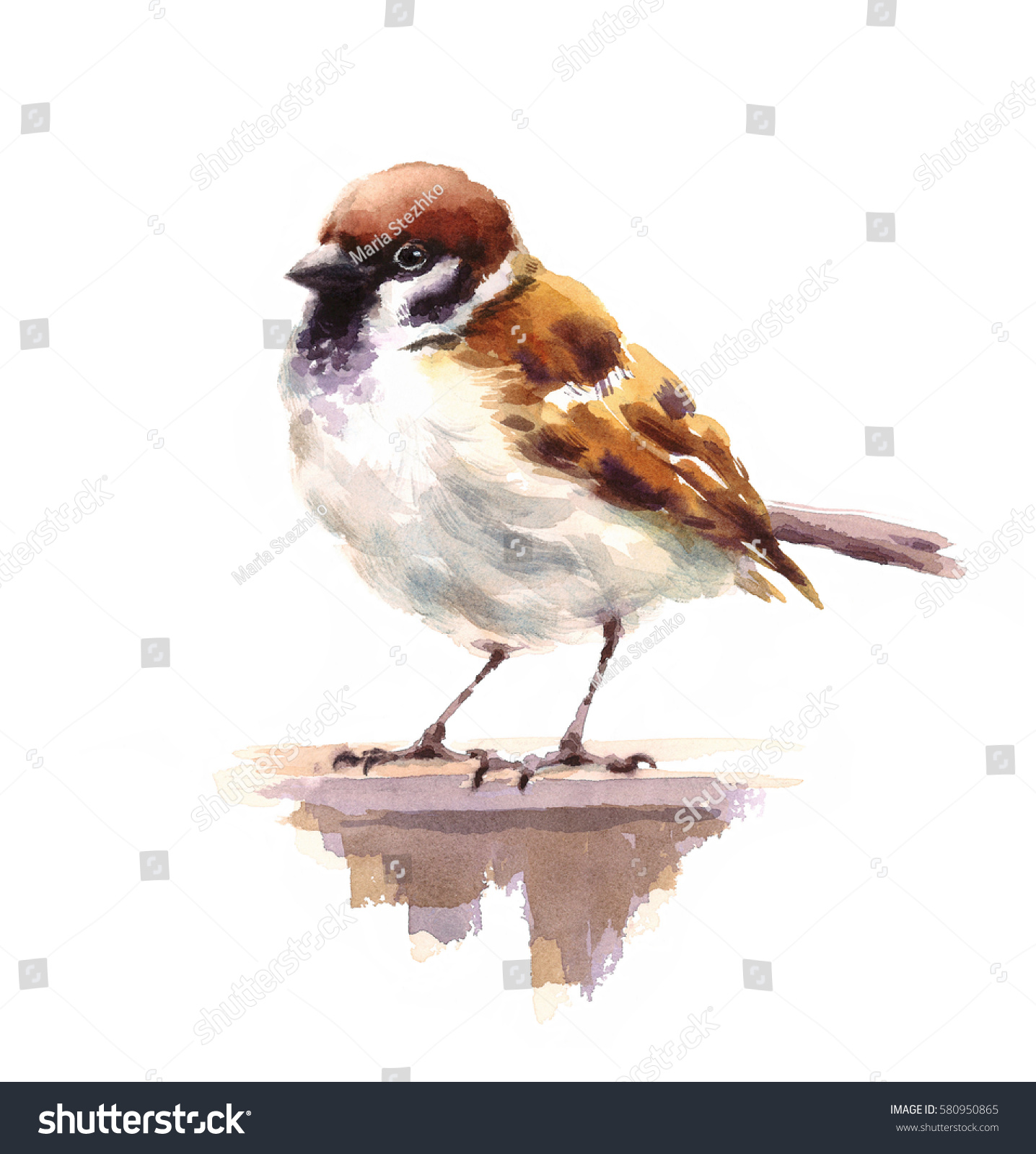Watercolor Bird Sparrow Hand Drawn Wildlife Nature Illustration isolated on white background