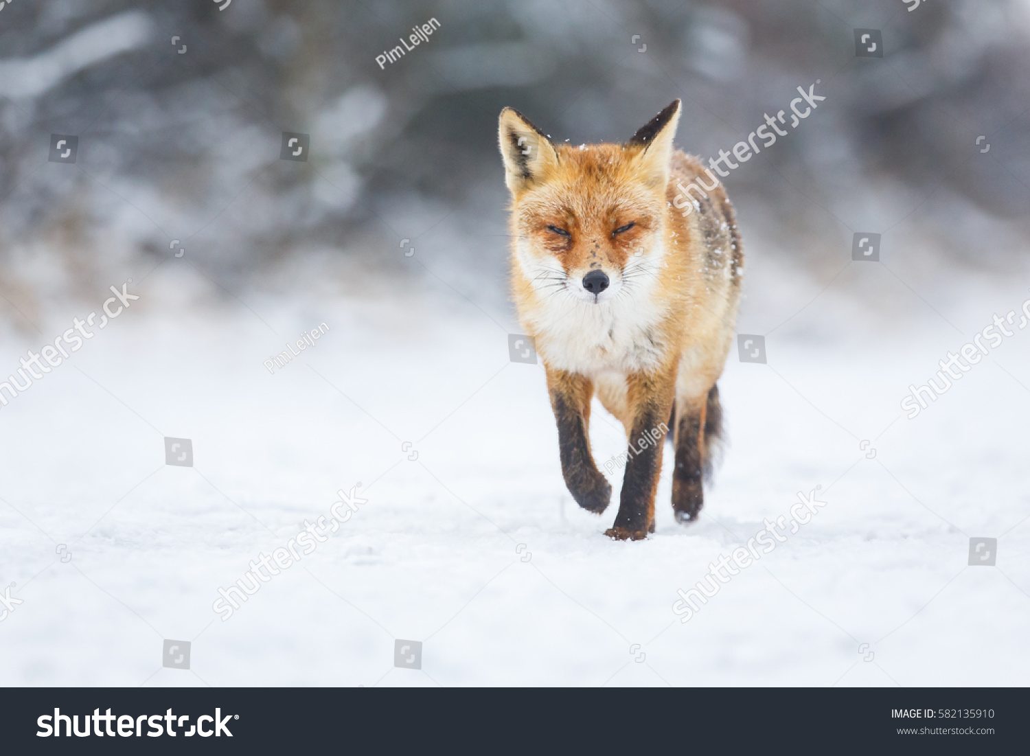 red fox in the snow
