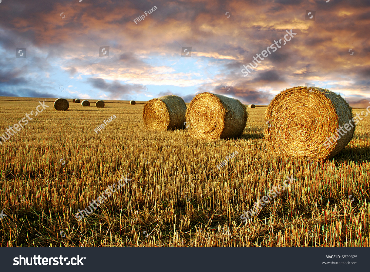 Field after harvest and dramatic sky during sunset