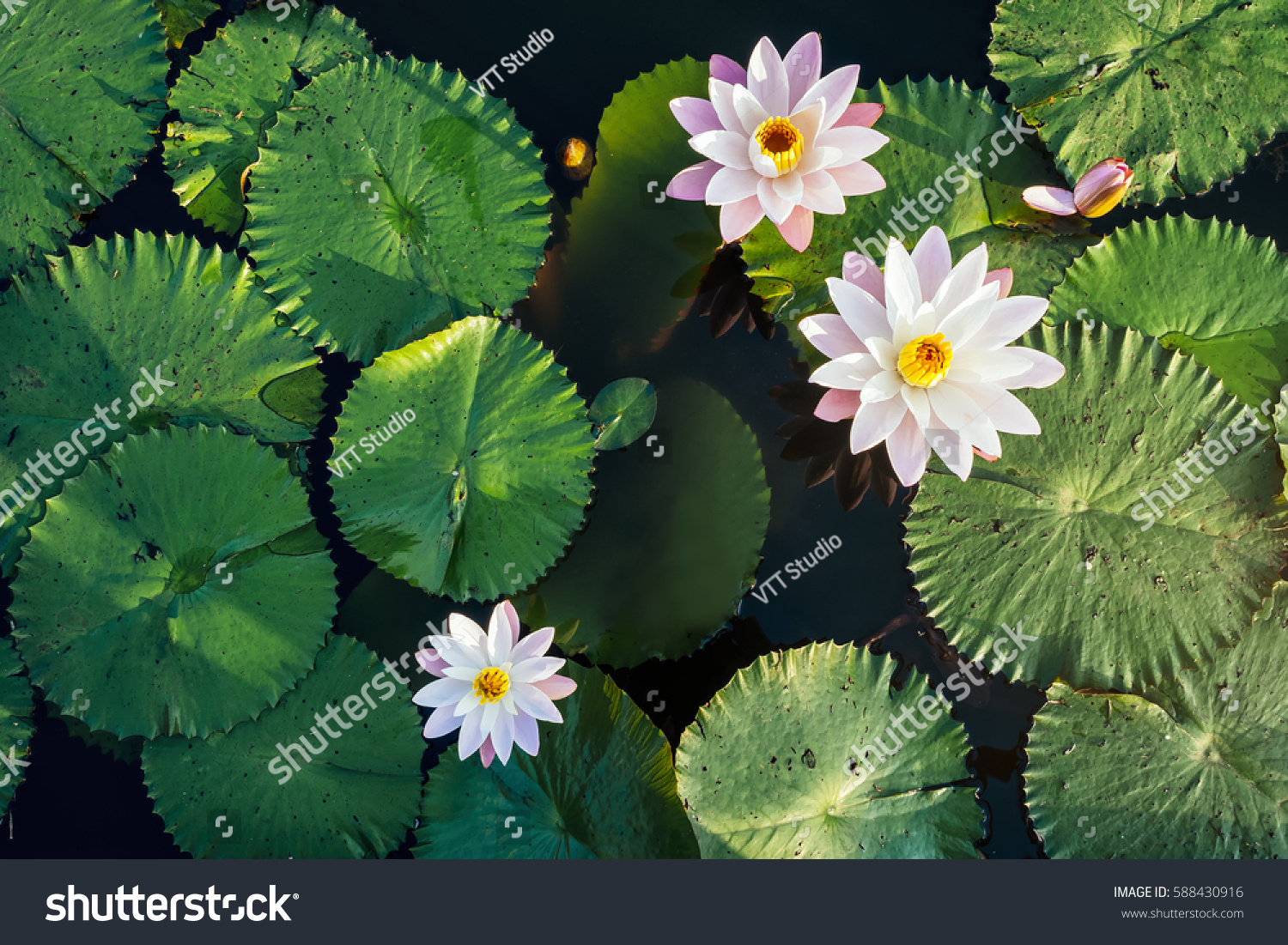 Lotus Flower and leaf in pond water surface Top view outdoor sunlight