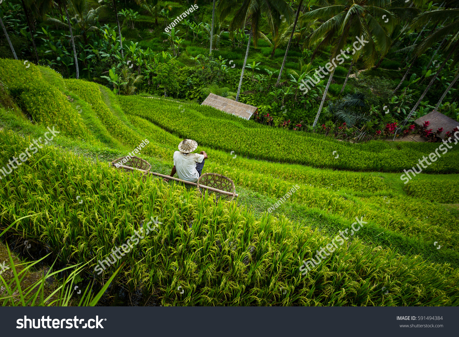 Rice terrace worker with baskets - Tegallalang  Bali