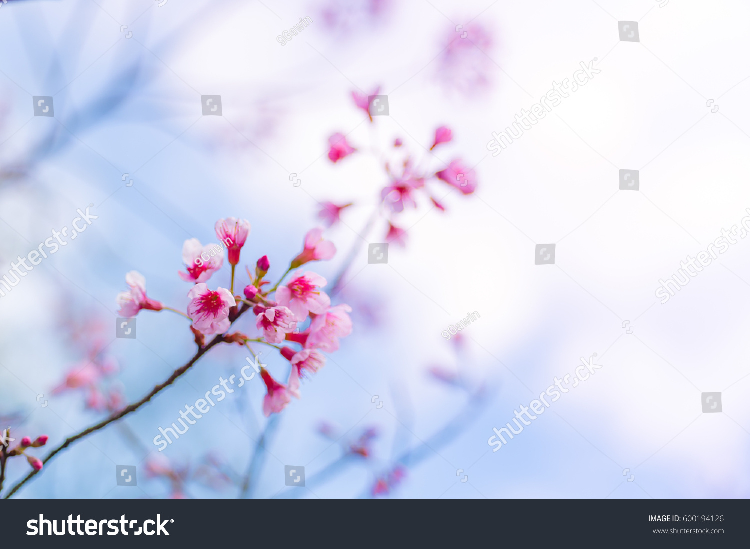 Cherry blossoms or Sakura flower in national park chiang mai Thailand