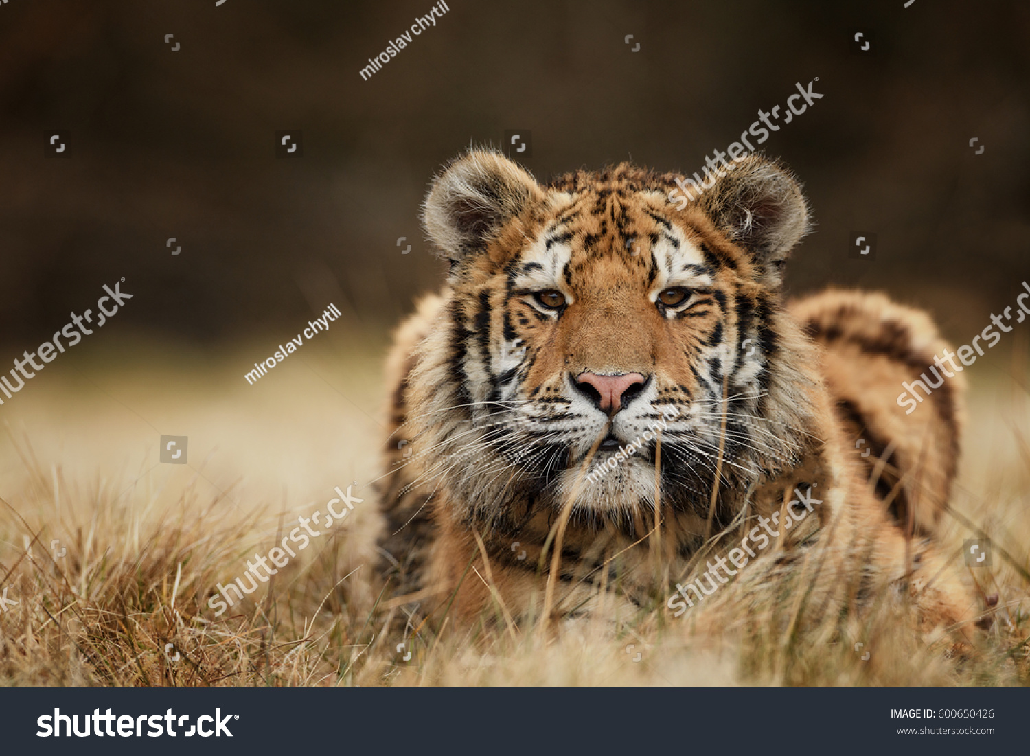 tiger  siberian tiger
