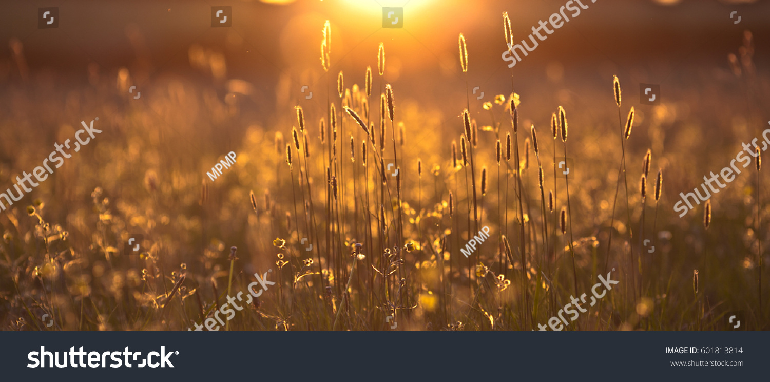 Field at sunset Background Texture