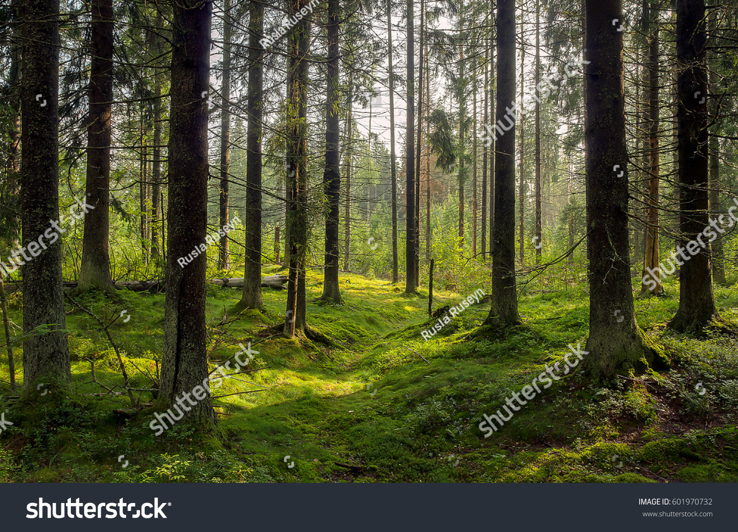Dark forest background. Karelia forest trees