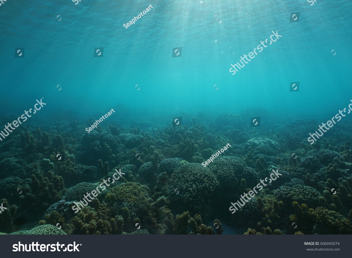 Underwater seascape corals and algae on the ocean floor with sunlight through water surface natural scene Tahiti lagoon Pacific ocean French Polynesia