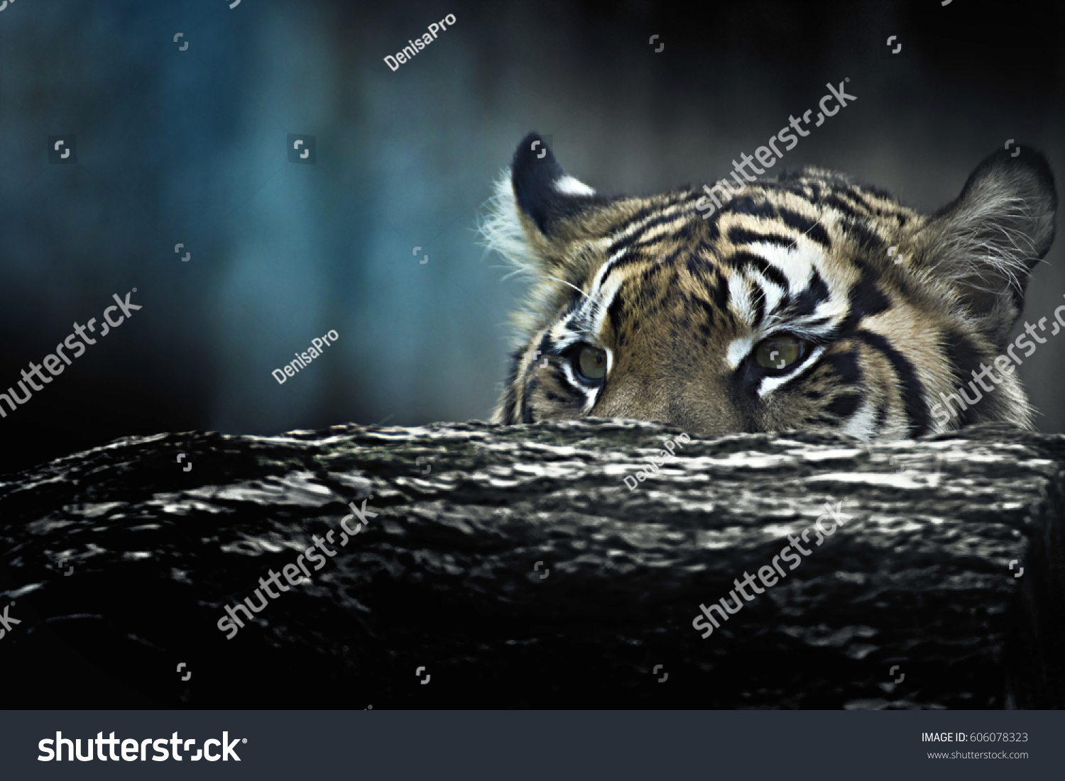 Tiger lie in wait. Feline predator before atack. Sweet wild cat.