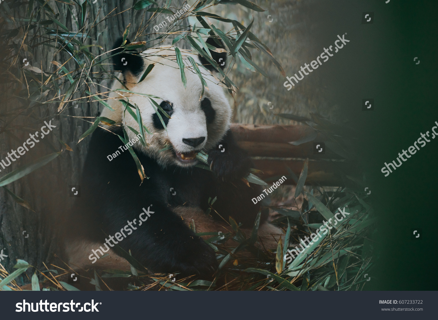 Panda China Chengdu wildlife wild giant panda nature panda research panda breeding