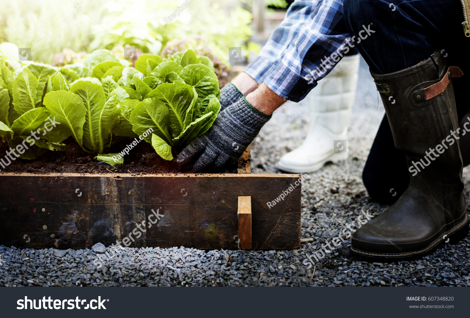 Senior adult couple picking vegetable from backyard garden