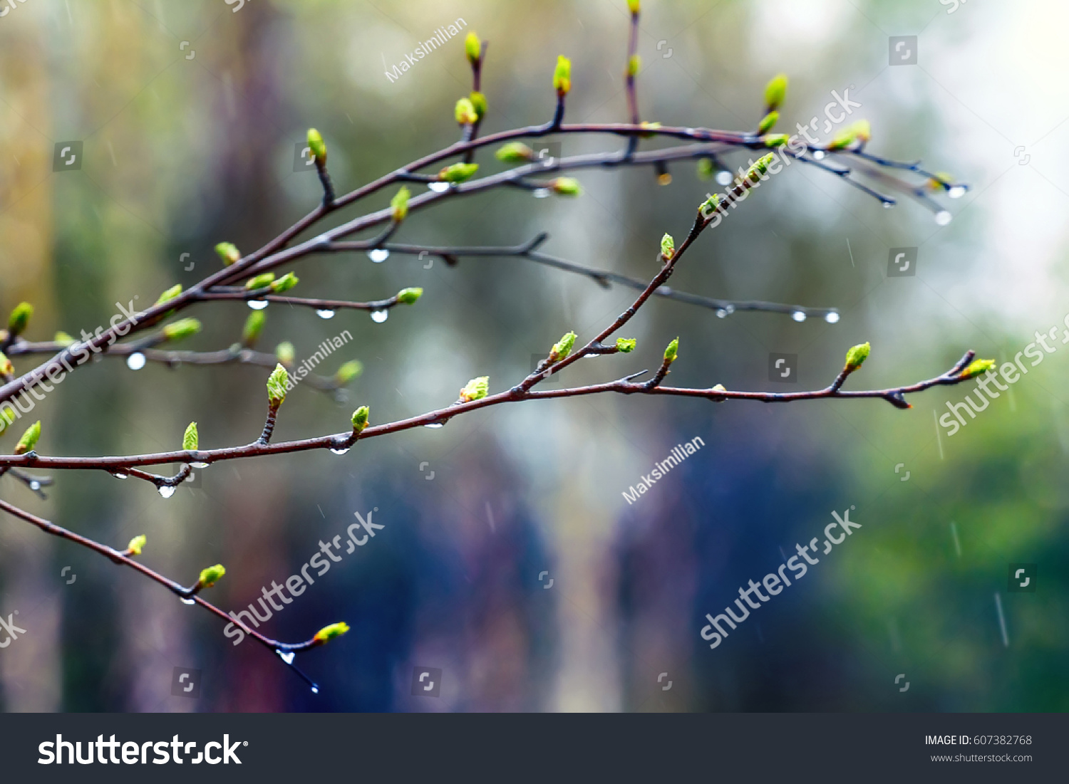 Why it's spring! Spring mood. Young bright green leaves on branches with drops of warm rain