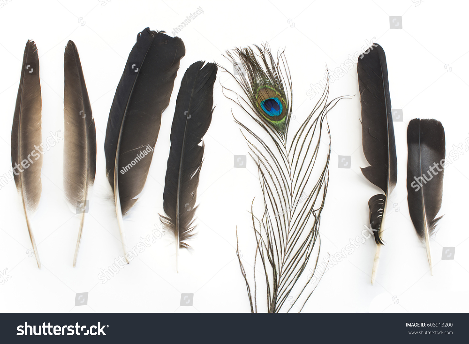 Concept of Individuality Pigeon and Peacock Feathers._站酷海洛_正版图片_视频_字体 ...