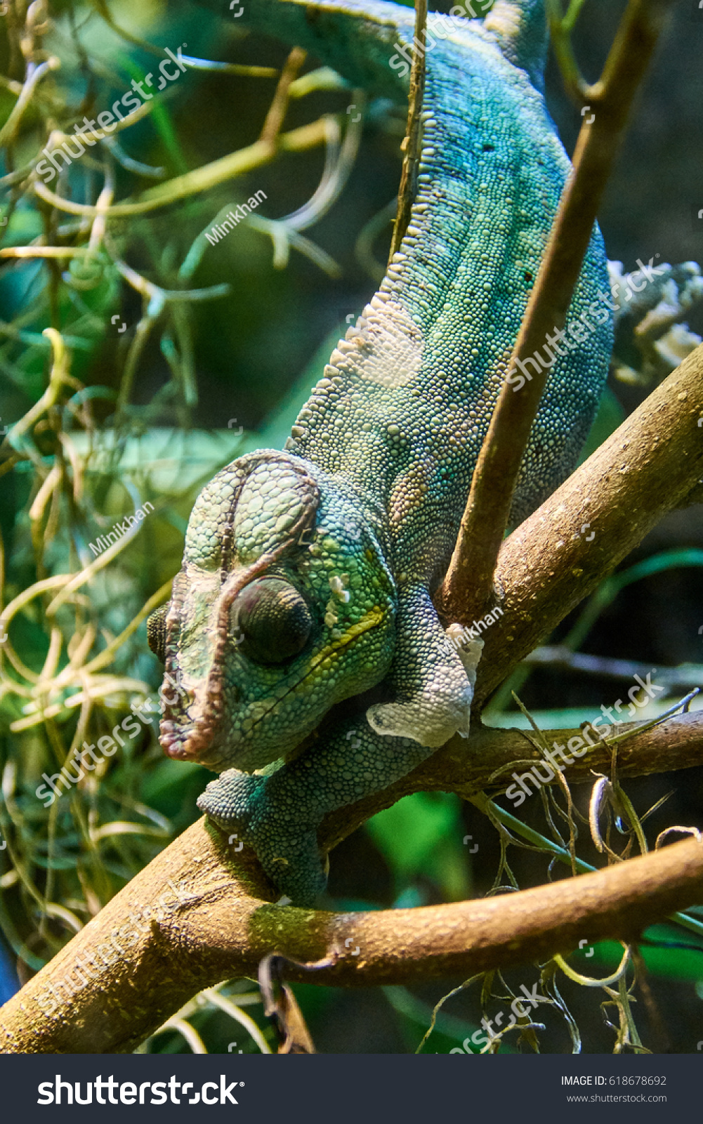 chameleon,chameleons chameleon,chameleons