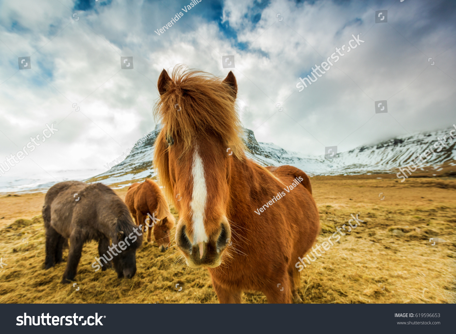 Horses in the mountains in Iceland