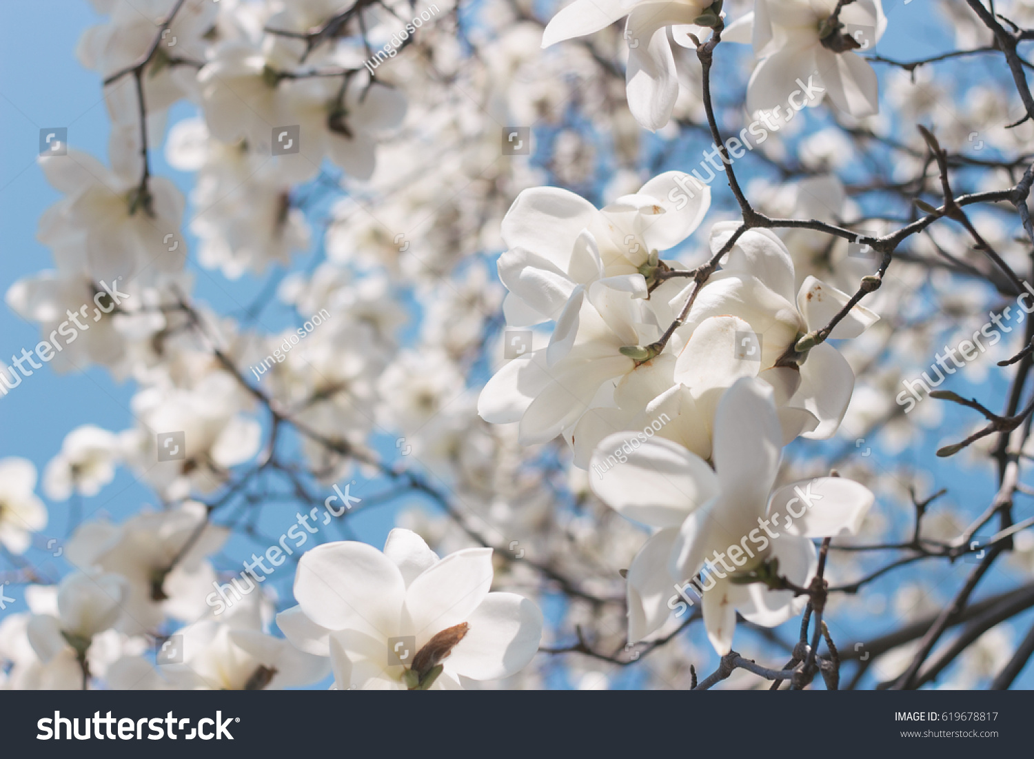 magnolia blossom  natural
