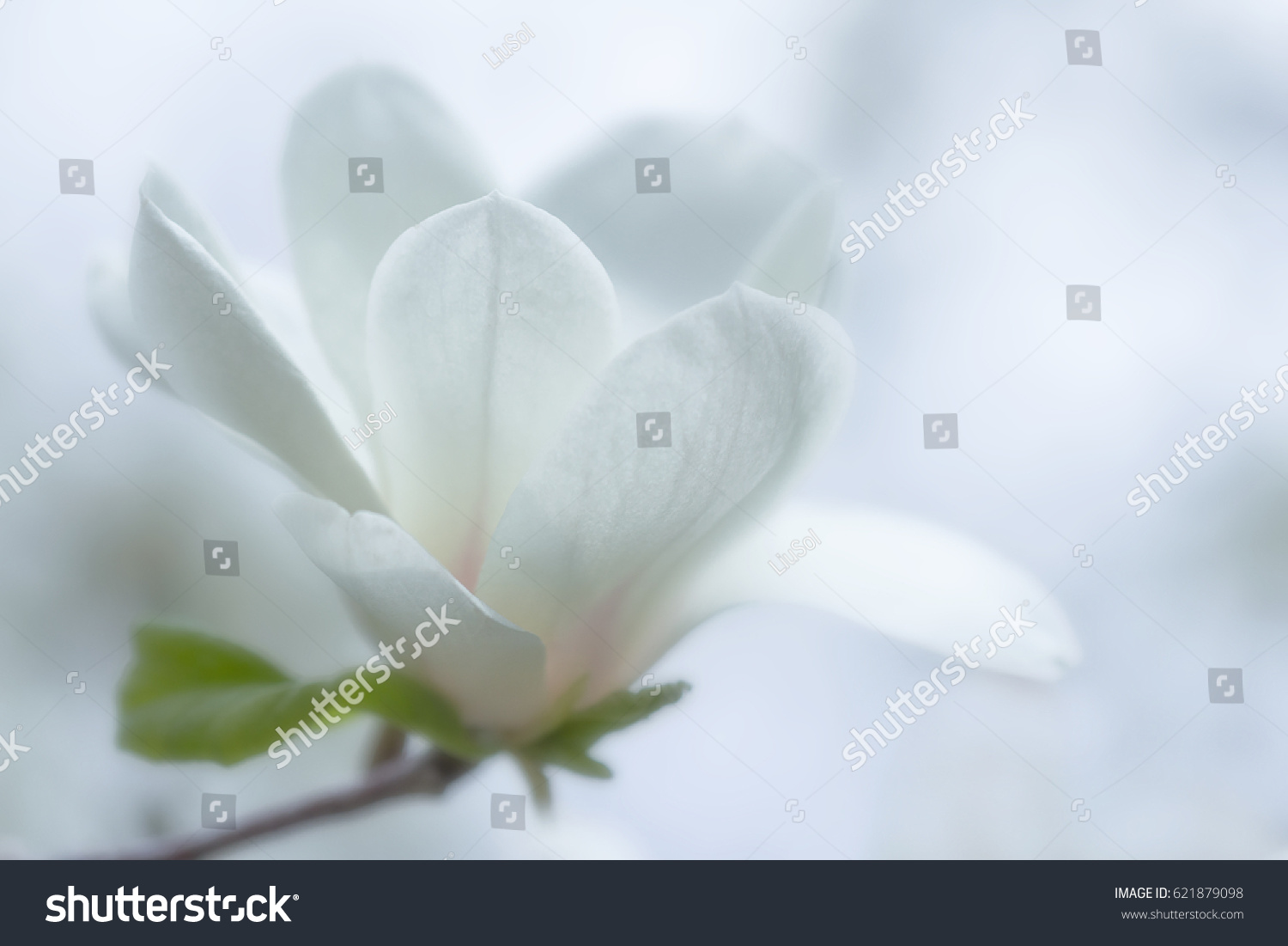 white magnolia flower on a branch against the sky. shallow depth of field