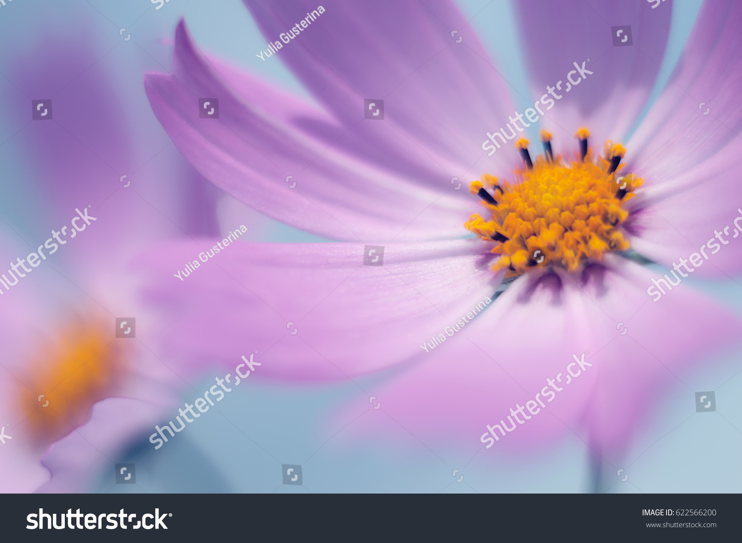 flower kosmeya close-up