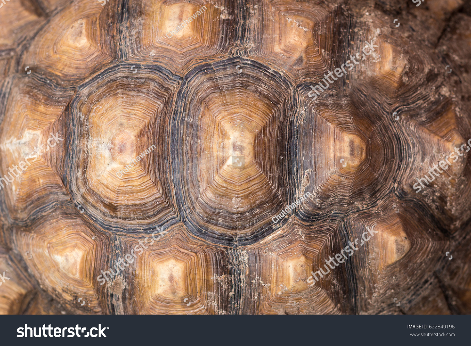 Texture of Turtle carapace.