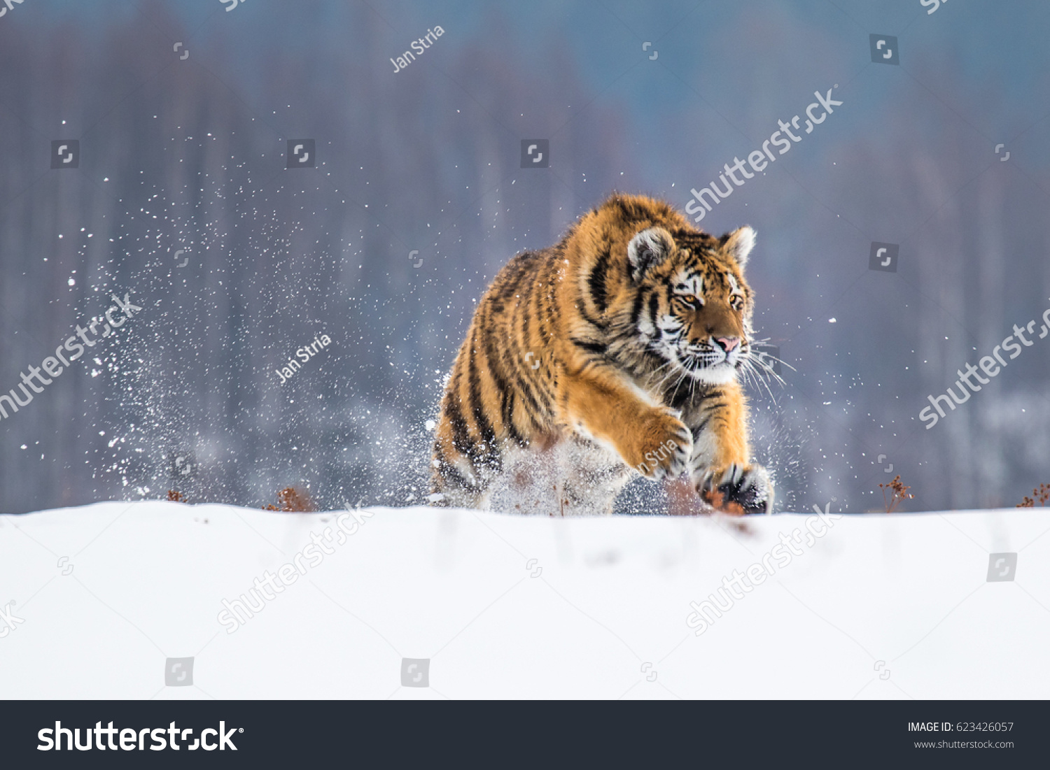 Siberian Tiger running in snow. Beautiful  dynamic and powerful photo of this majestic animal. Set in environment typical for this amazing animal. Birches and meadows. Nice sunny winter day.
