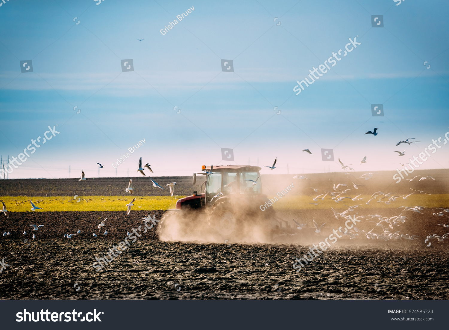 Flock Of Birds Of Seagull Flies Behind Tractor Plowing Field In Spring. Beginning Of Agricultural Season.