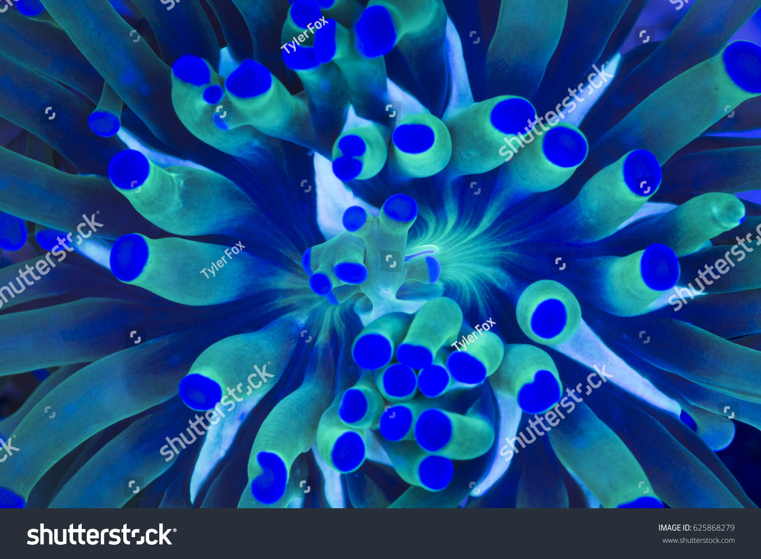 This is a macro of a branching torch coral  Euphyllia glabrescens.