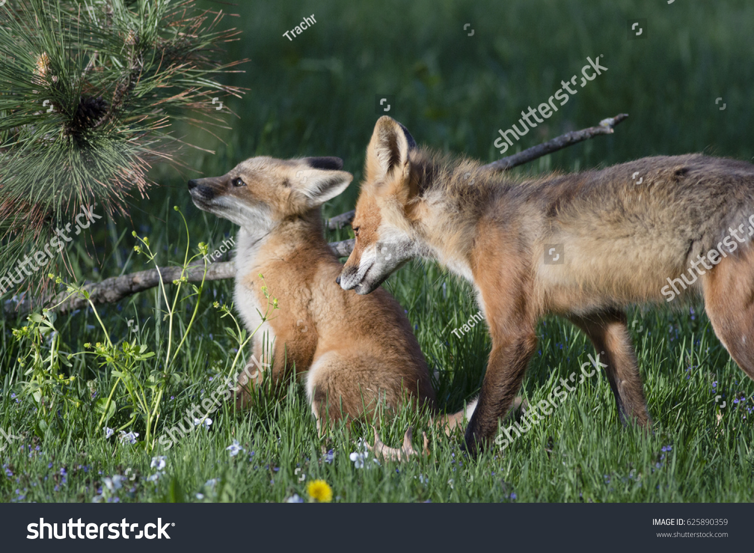 Baby Fox and Mother Fox