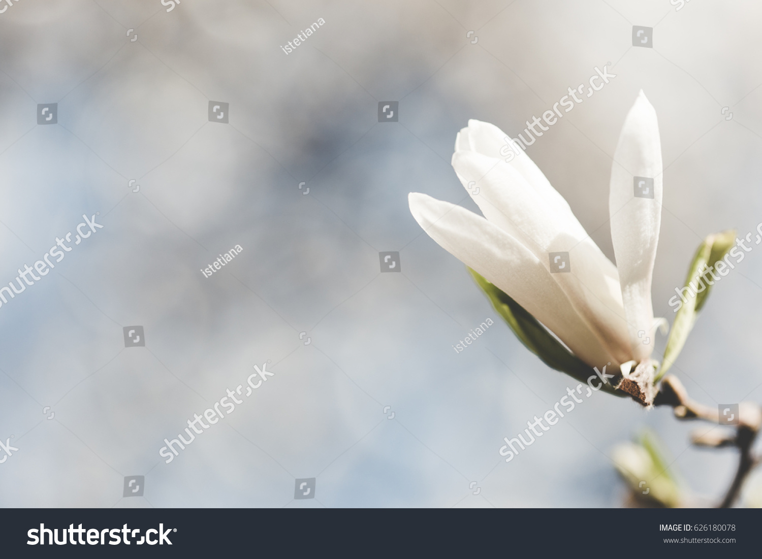 Beautiful white magnolia flower in early spring  selective focus