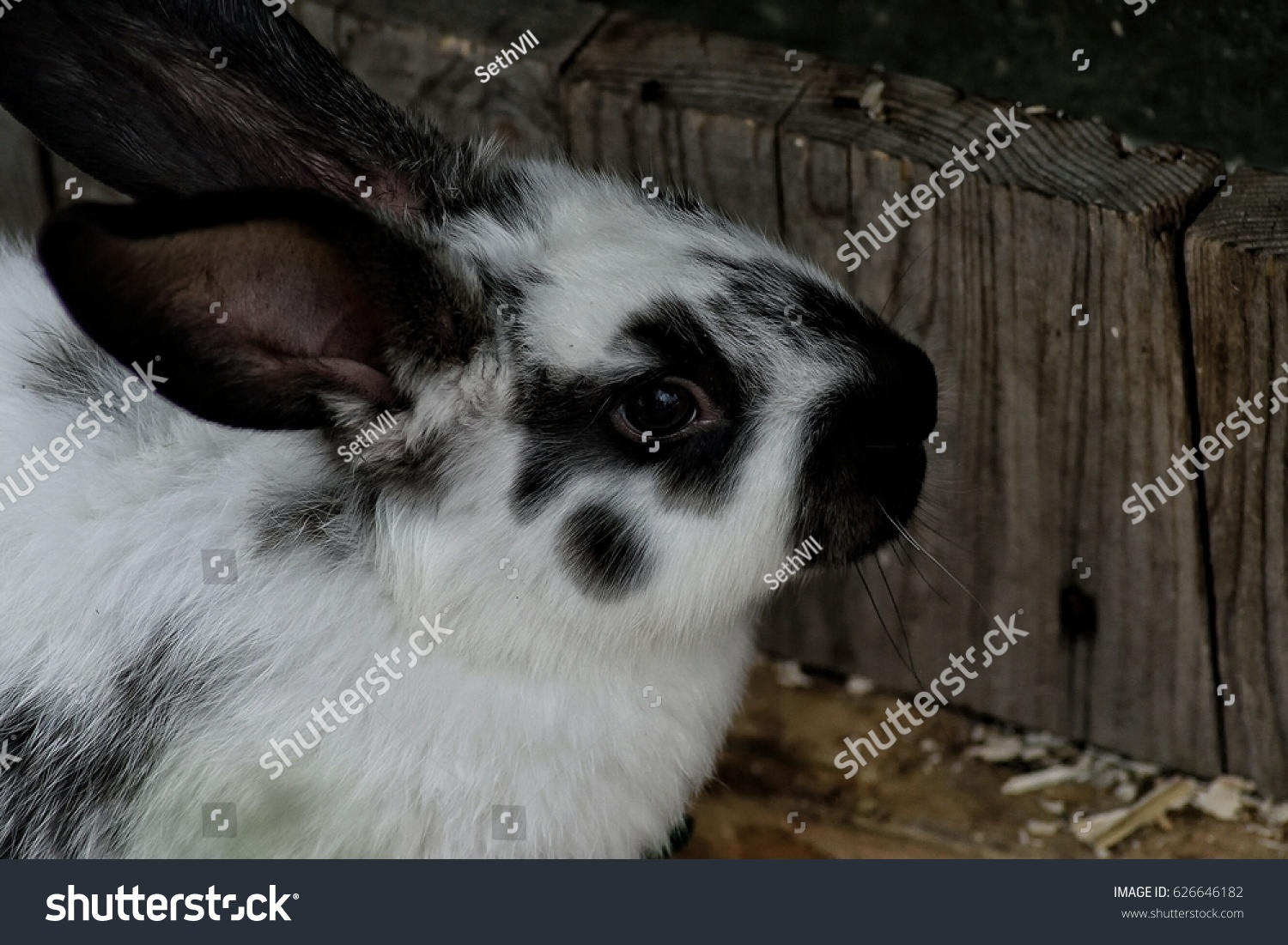 Rabbit_站酷海洛_正版图片_视频_字体_音乐素材交易平台_站酷旗下品牌