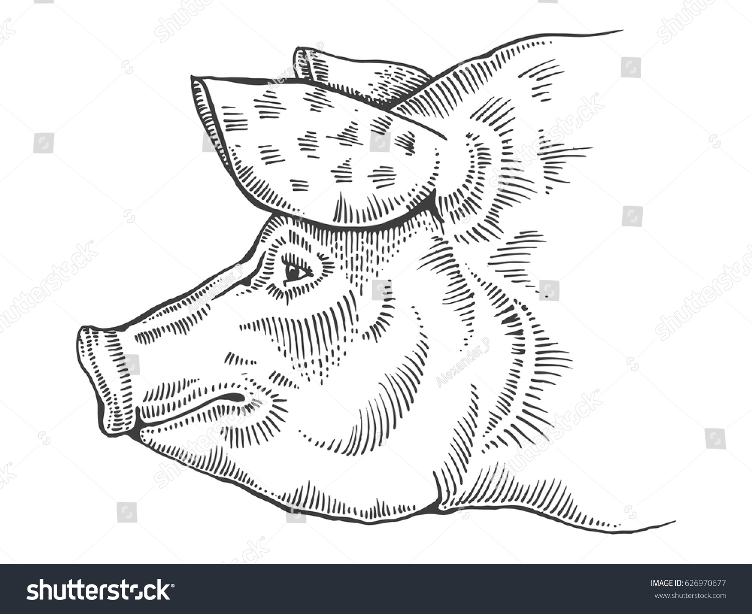 Pig head engraving vector illustration. Scratch board style imitation. Hand drawn image.