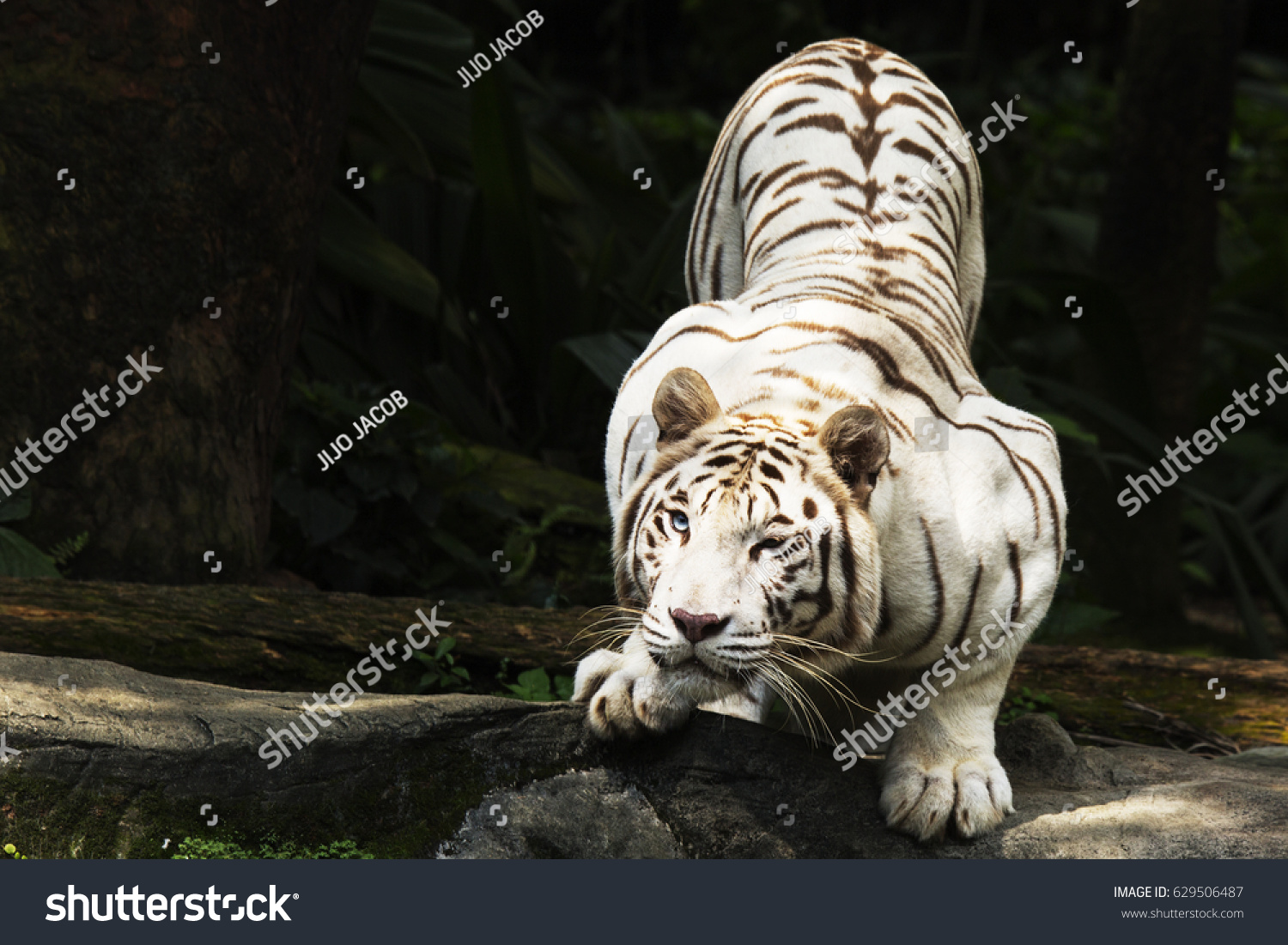 white tiger