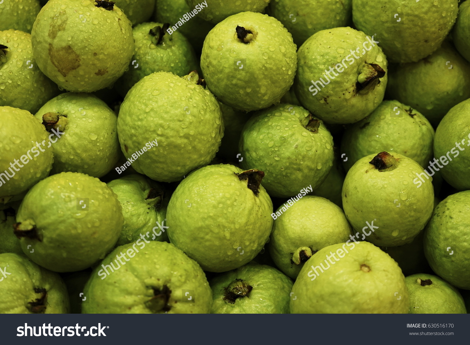 Green guava or pink guava stacking on the shop. Stacking of guava on the fresh market . photo for background fruit on scree