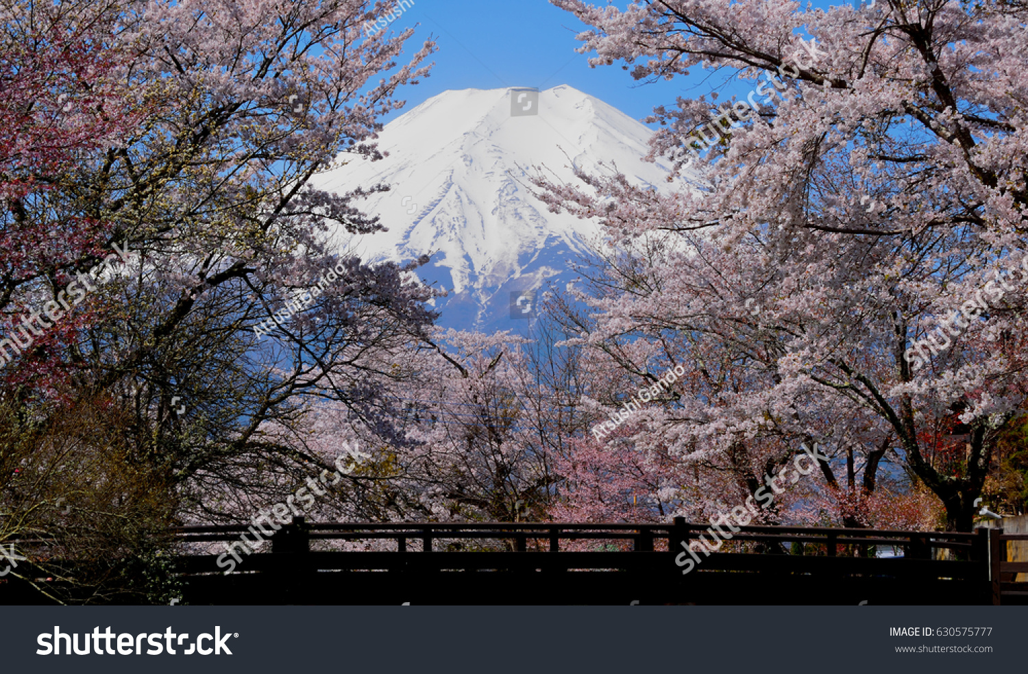 Cherry blossoms and Mt. Fuji Seen from River Bridge"Shinnasyougawa" Oshino village