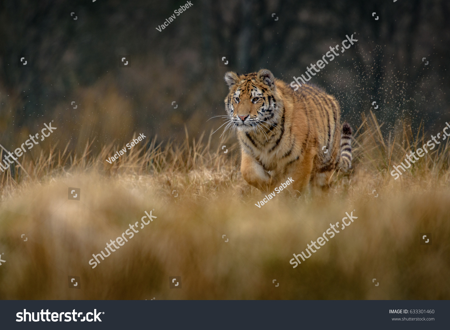 tiger  siberian tiger