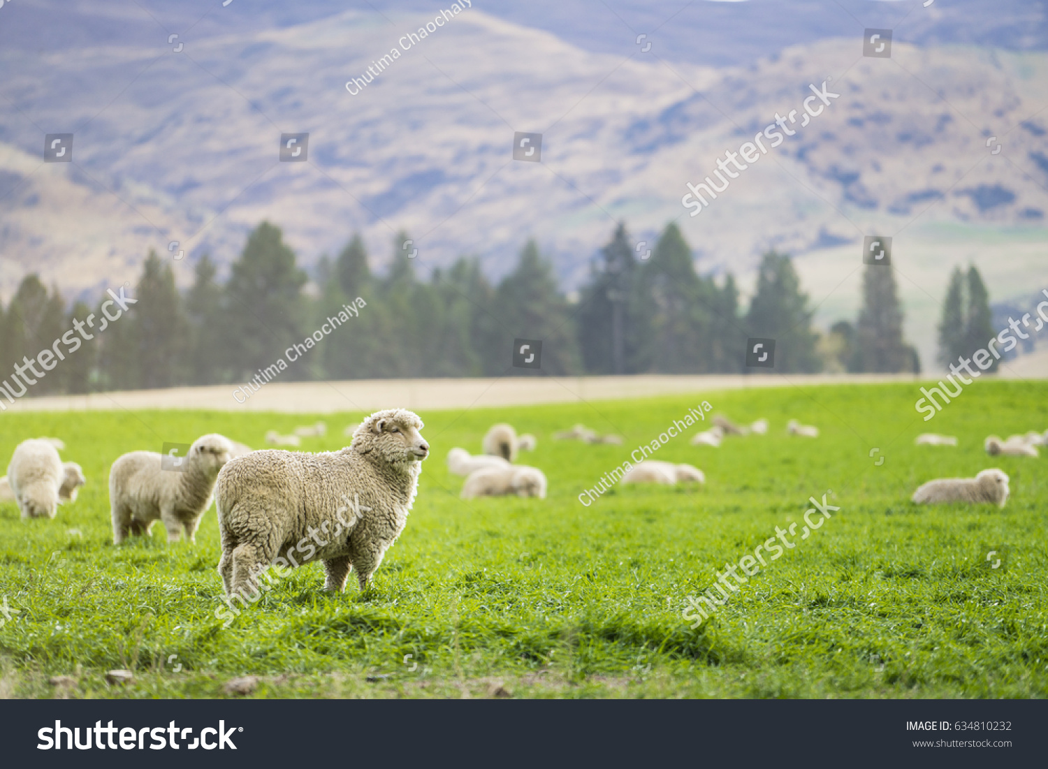 Sheep in New Zealand