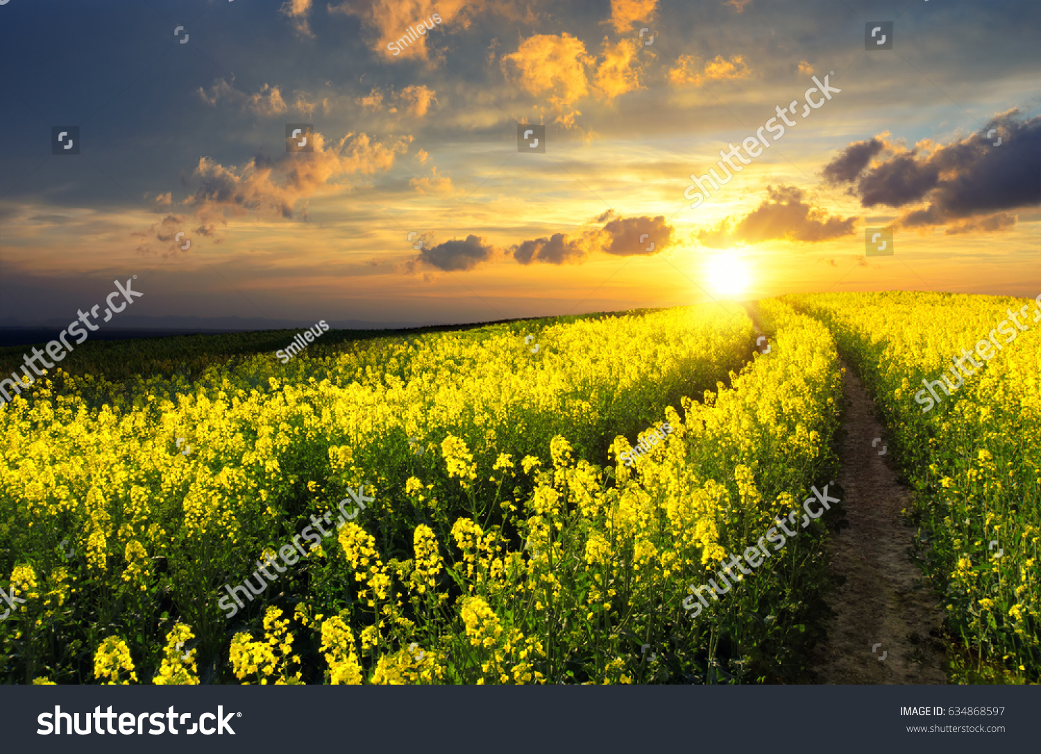 Blossoming rapeseed field leading to the beautiful sunset sky